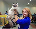 Кошки в Астрахани: Невские маскарадные котята, 35 000 руб. - фото 9