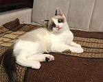 Кошки в Москве: Голубоглазый котенок Тиша в любящую семью Мальчик, 100 руб. - фото 1