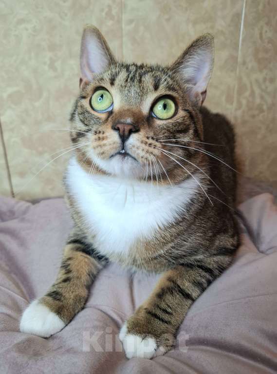 Кошки в Москве: Крупный котик-подросток в добрые руки  Мальчик, Бесплатно - фото 10