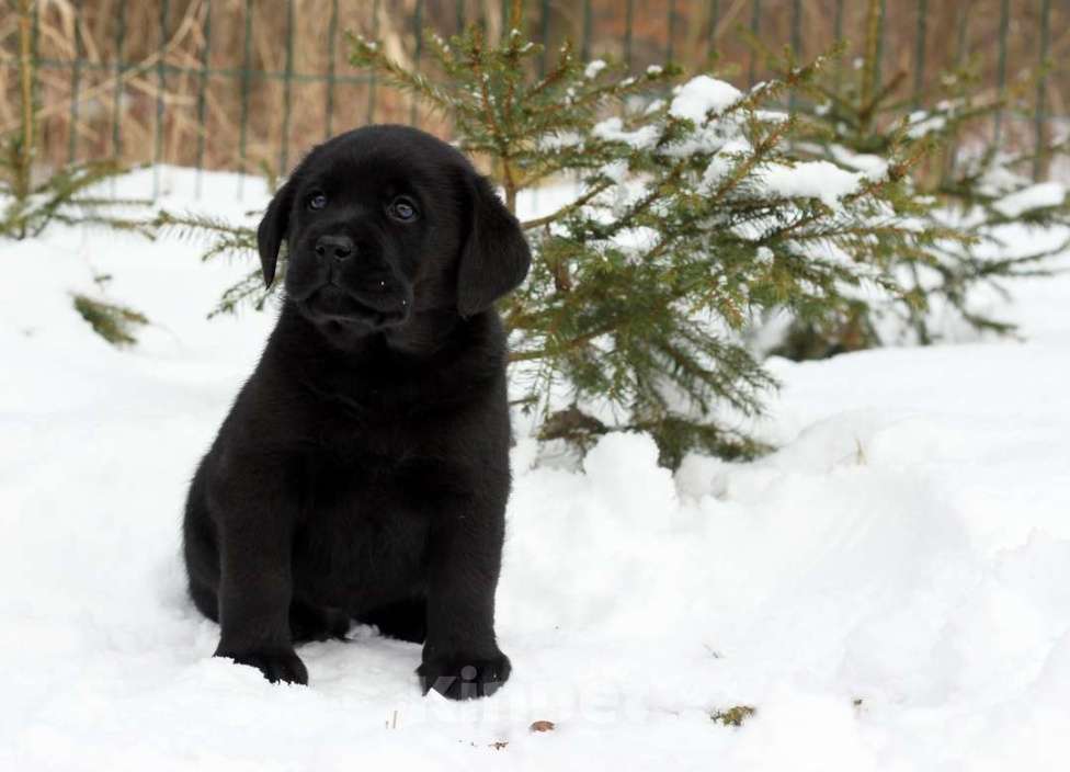 Собаки в Калининграде: Щенки лабрадора в Калининграде РКФ Мальчик, 50 000 руб. - фото 2
