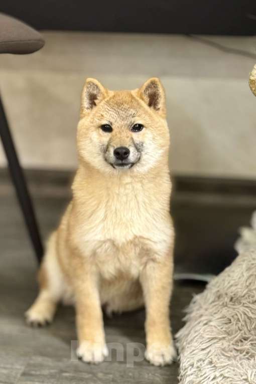 Собаки в Балашихе: Мальчик сиба ину Мальчик, 35 000 руб. - фото 1
