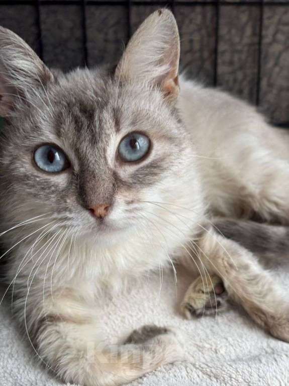 Кошки в Москве: Тайская кошечка в добрые руки Девочка, Бесплатно - фото 1