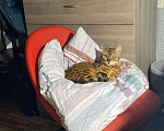 Кошки в Санкт-Петербурге: Потерялась бенгальская кошка с больным глазом Девочка, 1 000 руб. - фото 2