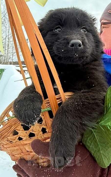 Собаки в Москве: Милый щенок Барни Мальчик, 1 руб. - фото 4