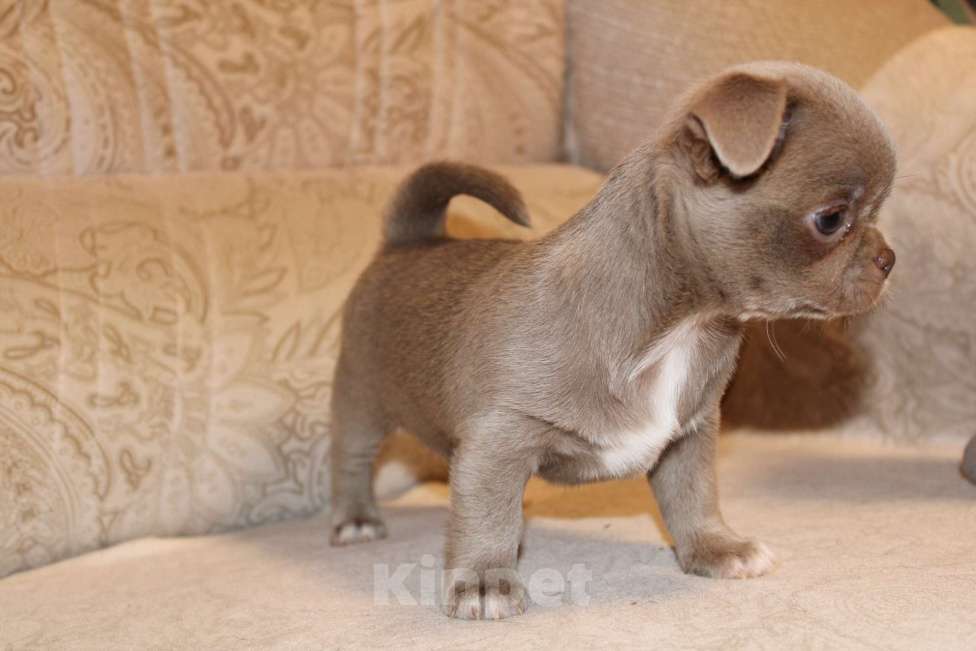 Собаки в Ижевске: Щенок чихуахуа Мальчик, 50 000 руб. - фото 3