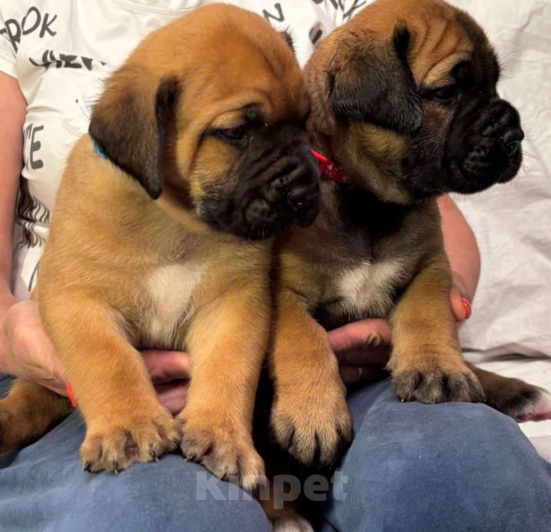 Собаки в Туле: Ранее бронирование щенков южноафриканских бурбулей Девочка, 50 000 руб. - фото 2