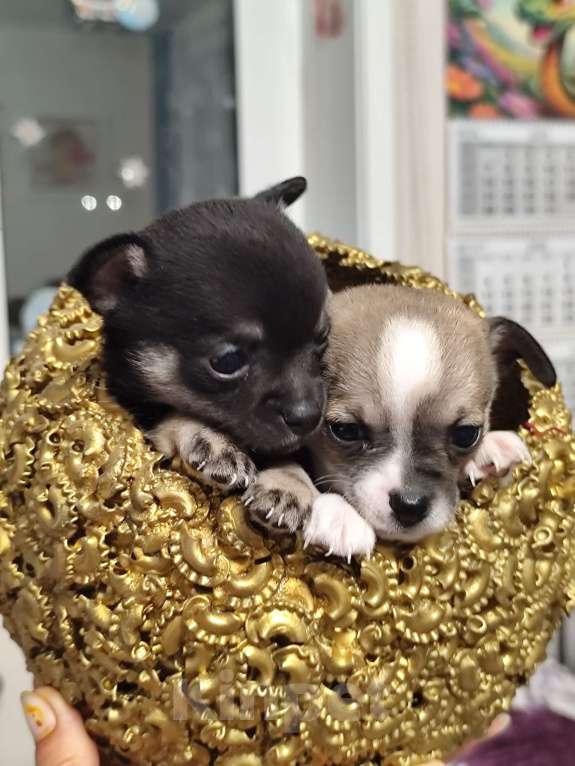 Собаки в Артеме: Продаётся, щенок мальчик чихуахуа Мальчик, 30 000 руб. - фото 5