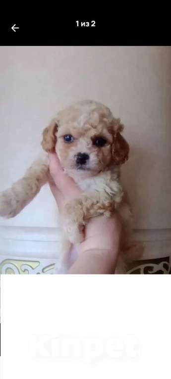 Собаки в Ярославле: Девочка пудель Девочка, Бесплатно - фото 1