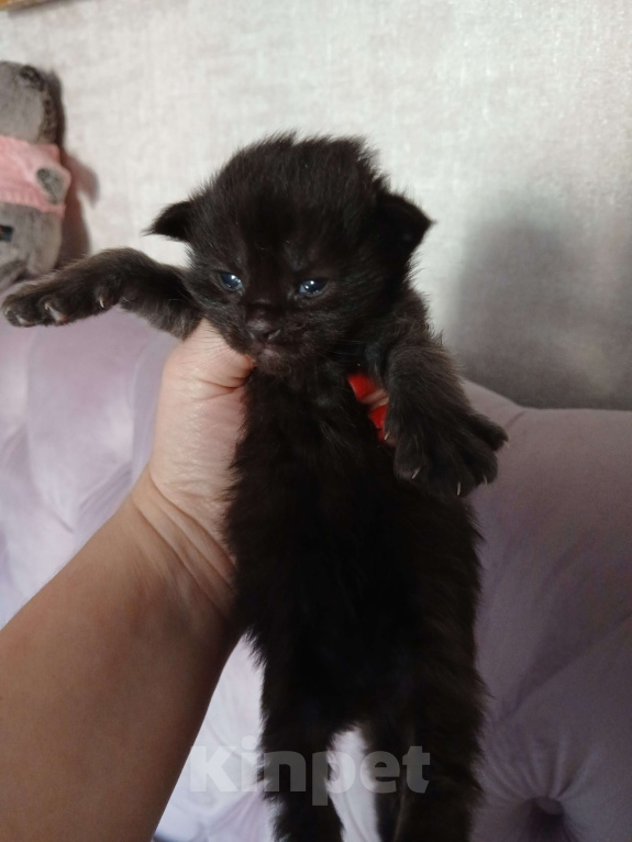 Кошки в Москве: Котята мейн-куны Разнополые, 50 000 руб. - фото 7