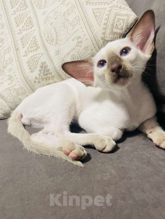 Кошки в Москве: Ориентальный котенок Мальчик, 50 000 руб. - фото 5