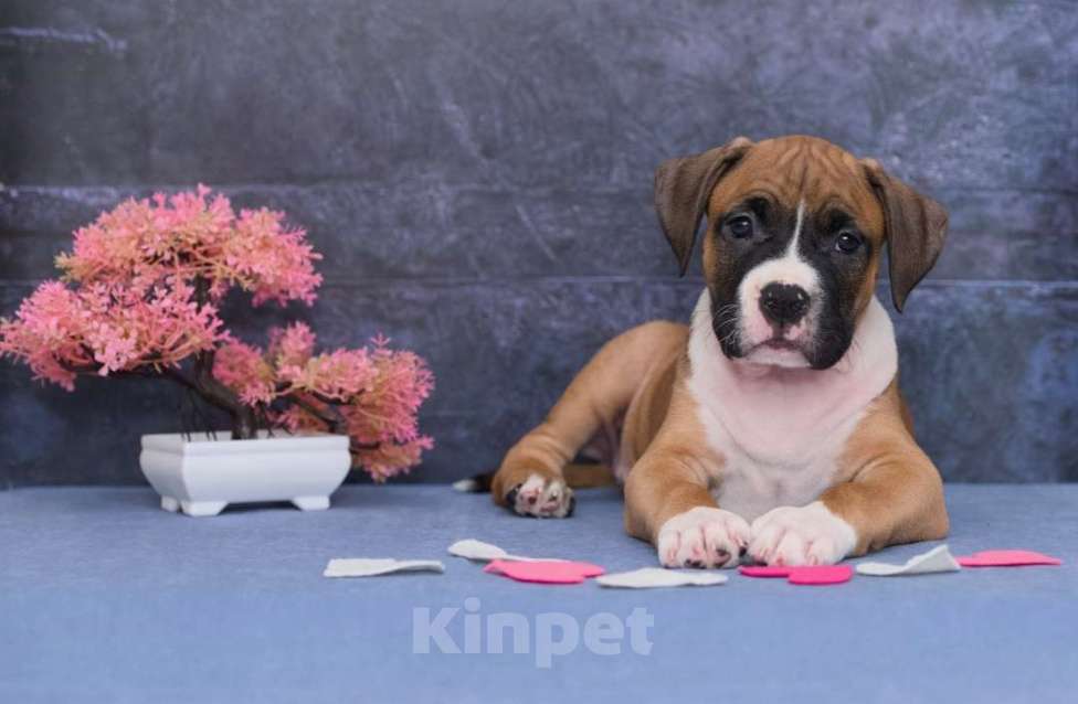 Собаки в Санкт-Петербурге: Супер яркий мальчик амстаффа Мальчик, 1 руб. - фото 8