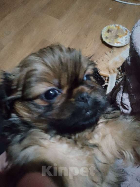 Собаки в Стародубе: Щенки пекинеса Мальчик, 7 000 руб. - фото 3