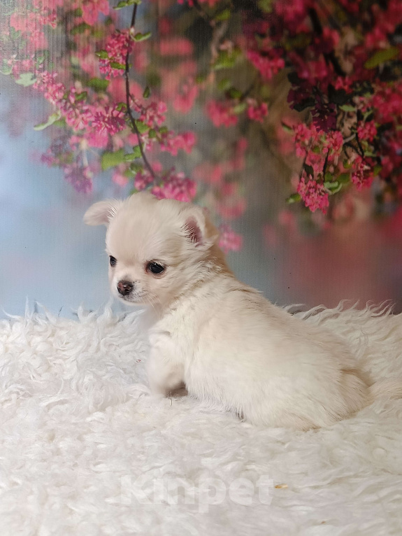 Собаки в Москве: Нежная Зефиринка Девочка, 75 000 руб. - фото 5