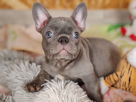 Шикарный лиловый мальчик 