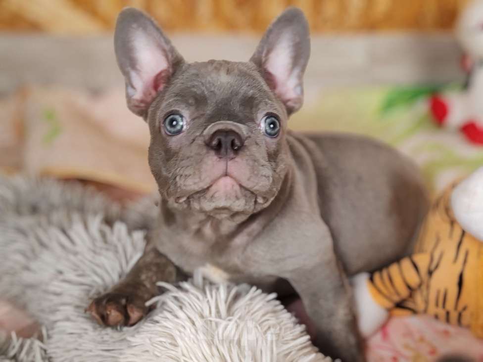 Собаки в Санкт-Петербурге: Шикарный лиловый мальчик  Мальчик, 80 000 руб. - фото 1