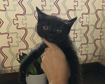 Кошки в Чите: Котёнок мальчик рождён 7 .09.2024 г. К лотку приучен, кушает самостоятельно , активен и игрив .  Мальчик, Бесплатно - фото 6