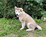 Собаки в Павловске: Щенки Аляскинского маламута Мальчик, 35 000 руб. - фото 2