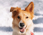 Собаки в Москве: Ищет дом рыже-беленькая красотка и умняша - Цири! Девочка, Бесплатно - фото 6