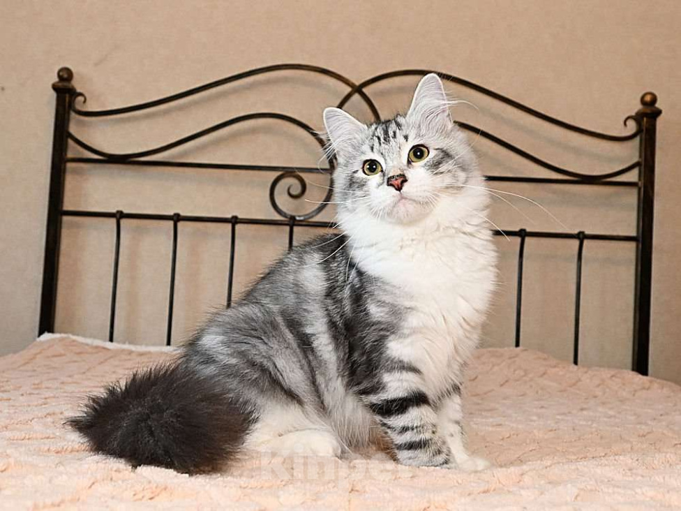 Кошки в Москве: Продаются сибирские и невские маскарадные котята Мальчик, Бесплатно - фото 1