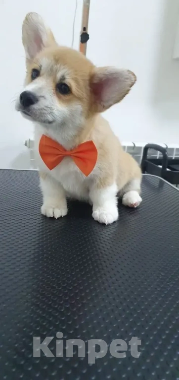 Собаки в других городах Ростовской области: Вельш Корги Пемброк, щенок Мальчик, 50 000 руб. - фото 1