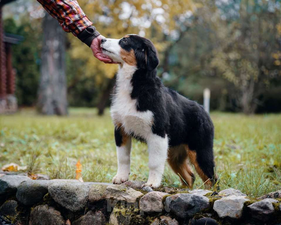 Собаки в Звенигороде: Аусси девочка Девочка, 40 000 руб. - фото 4