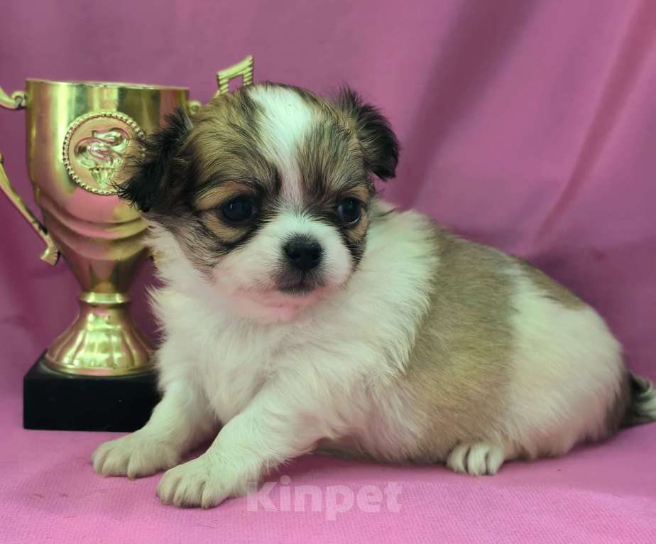 Собаки в Москве: Девочка чихуахуа длинношёрстная Девочка, 45 000 руб. - фото 4