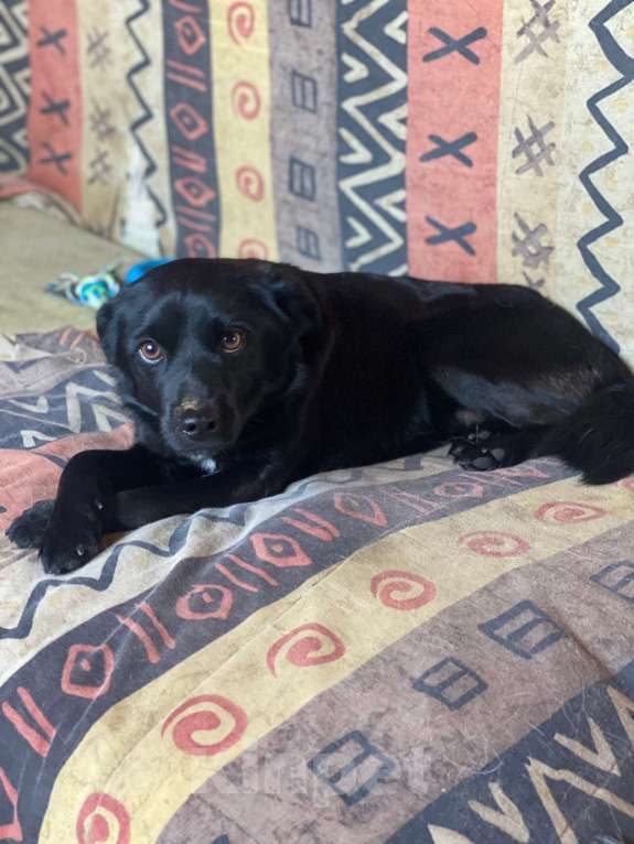 Собаки в Москве: Метис чихуахуа в добрые руки  Мальчик, 1 руб. - фото 3