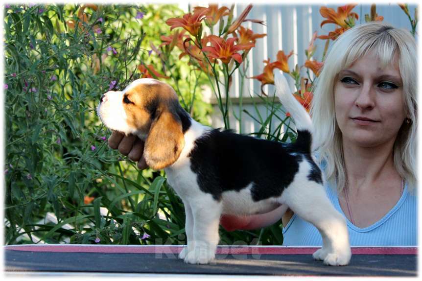 Собаки в Москве: бигли ркф Мальчик, 60 000 руб. - фото 5