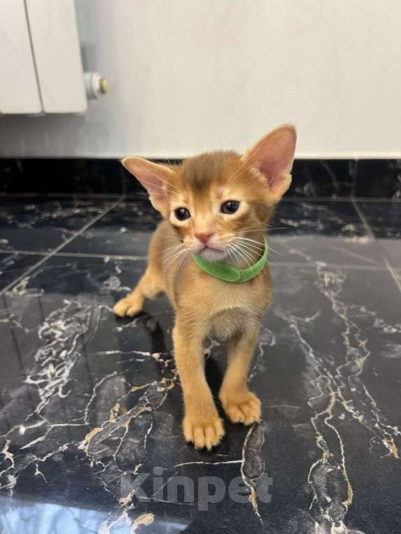 Кошки в Липецке: Продается абиссинский котенок Мальчик, 60 000 руб. - фото 1