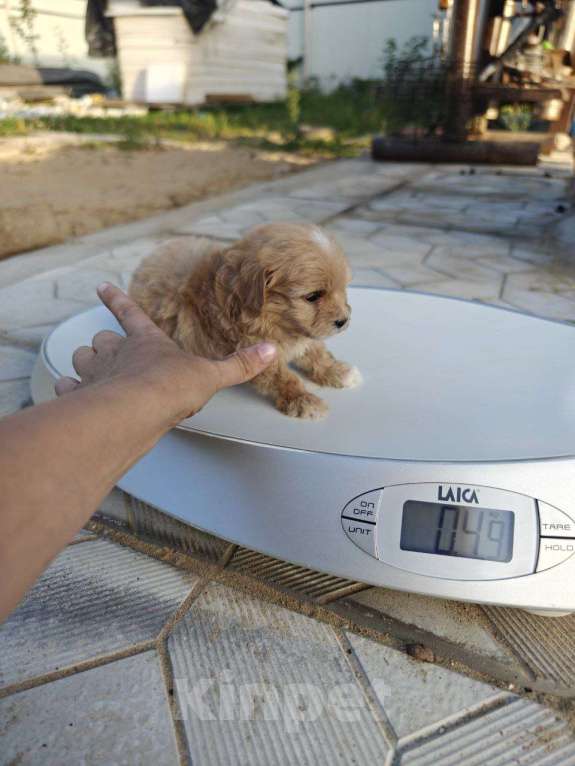Собаки в Москве: Мальчик мальтипу мини  Мальчик, 160 000 руб. - фото 3