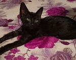 Кошки в Черкесске: Котёнок в добрые руки Девочка, Бесплатно - фото 3