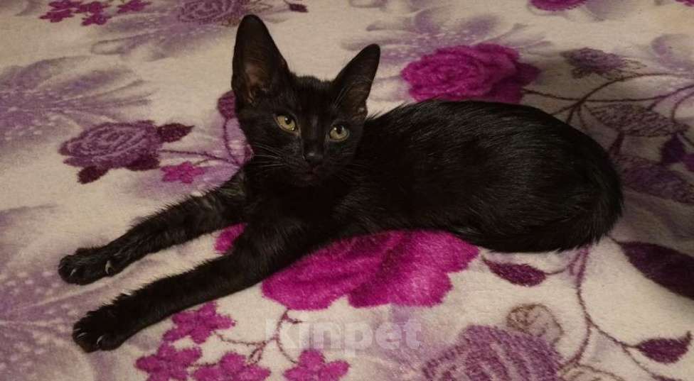 Кошки в Черкесске: Котёнок в добрые руки Девочка, Бесплатно - фото 3