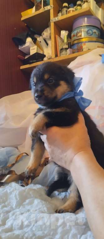 Собаки в Воронеже: Продаются щенки Мальчик, Бесплатно - фото 7