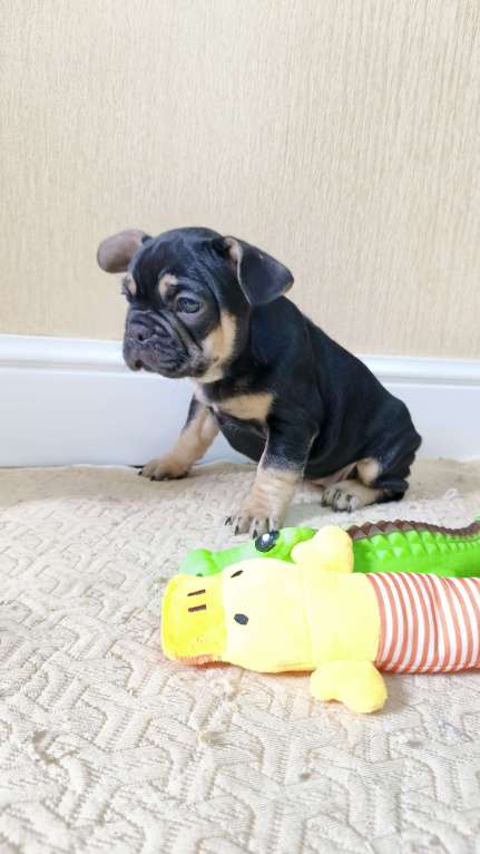 Собаки в Белореченске: Французский бульдог Девочка, Бесплатно - фото 7