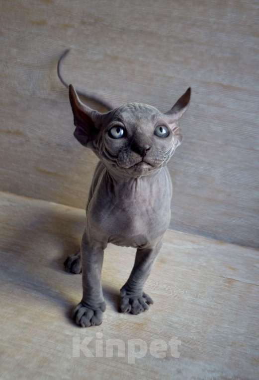 Кошки в Краснодаре: Котёнок Сфинкс Эльф Мальчик, Бесплатно - фото 3