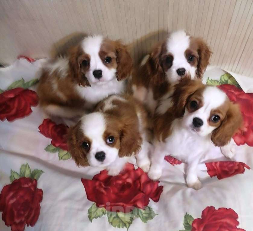 Собаки в Москве: Кавалер Кинг Чарльз спаниель 3 Девочка, 70 000 руб. - фото 2