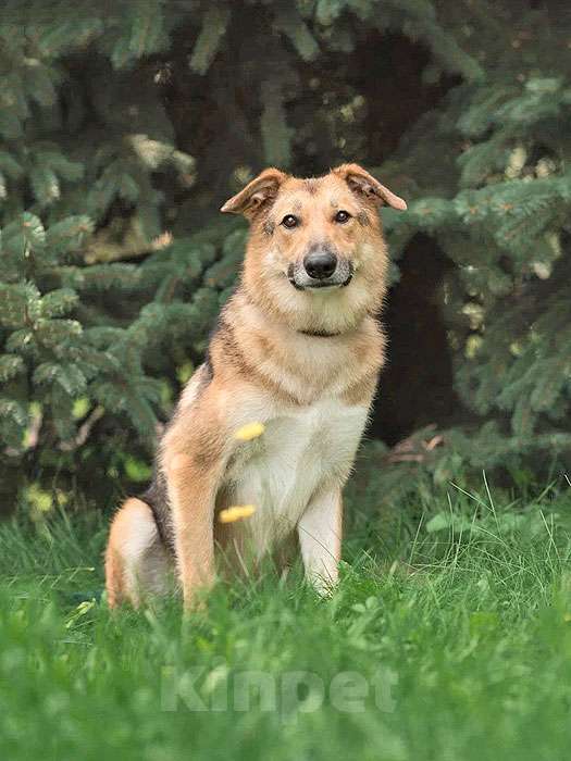 Собаки в Москве: Анри, некрупный домашний песик с большим добрым сердцем ищет дом Мальчик, 10 руб. - фото 7