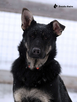Щенок Восточноевропейской овчарки, девочка (документы РКФ)