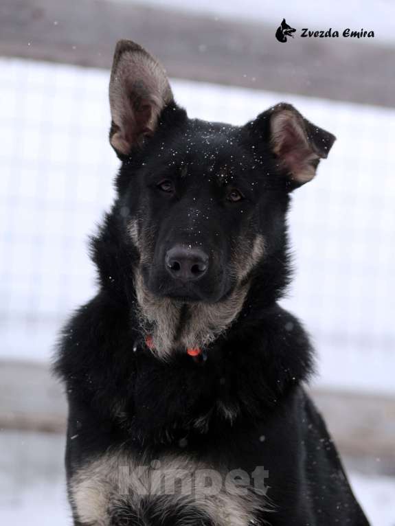 Собаки в Новосибирске: Щенок Восточноевропейской овчарки, девочка (документы РКФ) Девочка, Бесплатно - фото 1