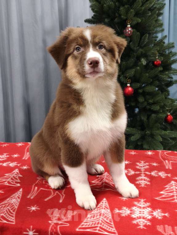 Собаки в Липецке: Австралийская овчарка Девочка, 90 000 руб. - фото 5