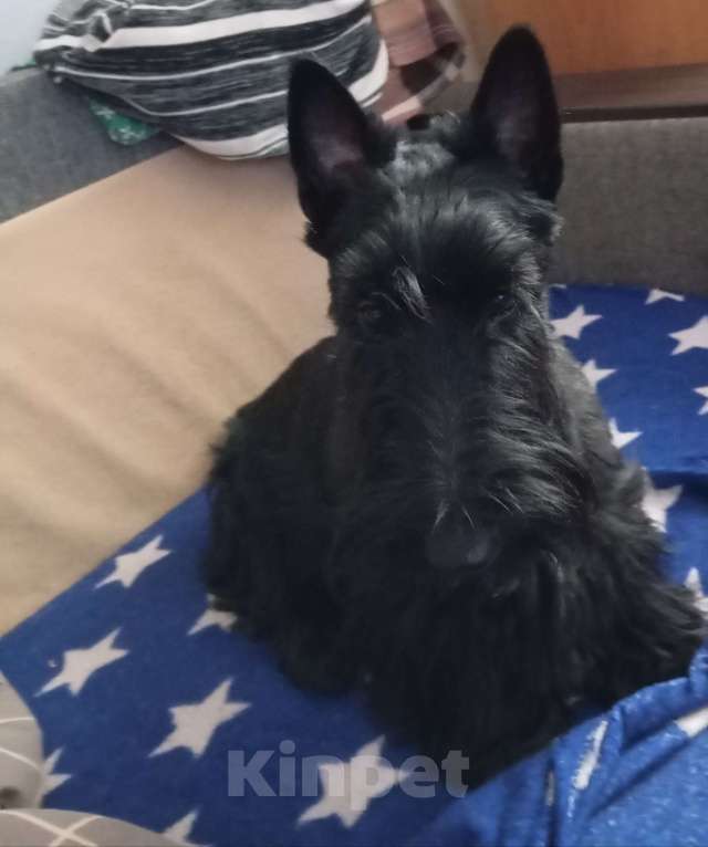 Собаки в Перми: Подрощенный породный щенок скотч терьера Мальчик, Бесплатно - фото 5