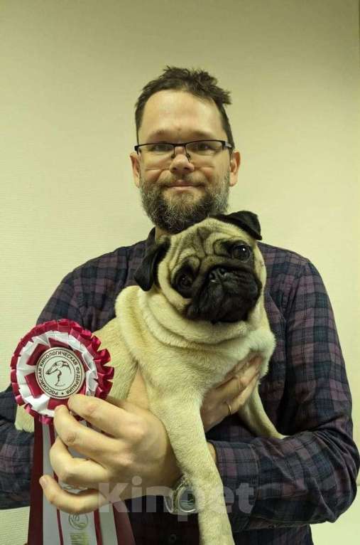 Собаки в Москве: Шагар Шервуд Мальчик, 85 000 руб. - фото 8