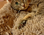 Кошки в Королеве: Суматра в добрые руки Девочка, Бесплатно - фото 5