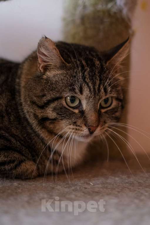 Кошки в Санкт-Петербурге: Говорун из приюта в добрые руки Мальчик, Бесплатно - фото 9