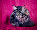 Кошки в Новосибирске: Титулованный кот мейн-кун на вязку, 15 000 руб. - фото 7