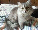 Кошки в Арзамасе: Котейка, 500 руб. - фото 1