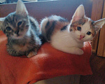 Кошки в Тамбове: Котята., 100 руб. - фото 5