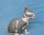 Кошки в Усинске: котята породы Донской сфинкс, 10 000 руб. - фото 5