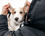 Собаки в Москве: Щенок бордер-колли Симба в дар Мальчик, Бесплатно - фото 2