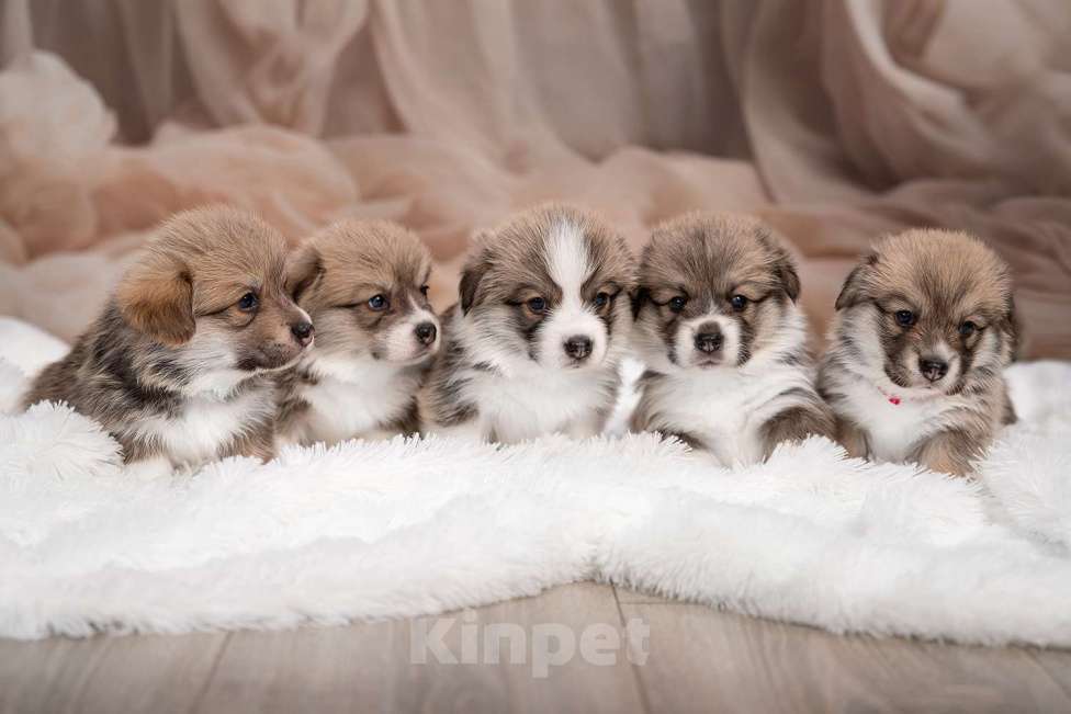 Собаки в Кирове: Вельш корги пемброк  Мальчик, 90 000 руб. - фото 2